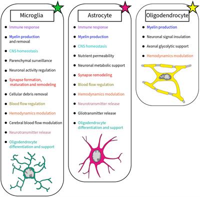 The implication of a diversity of non-neuronal cells in disorders affecting brain networks